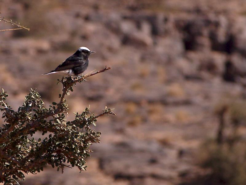 maroc_2012-20120208_201_1.jpg