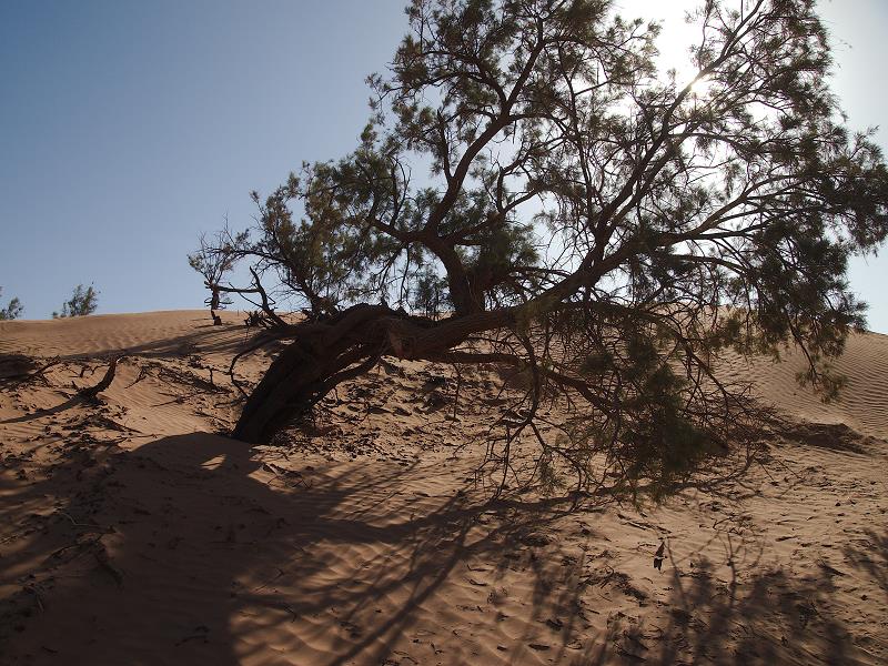 maroc_2012-20120215_055.jpg